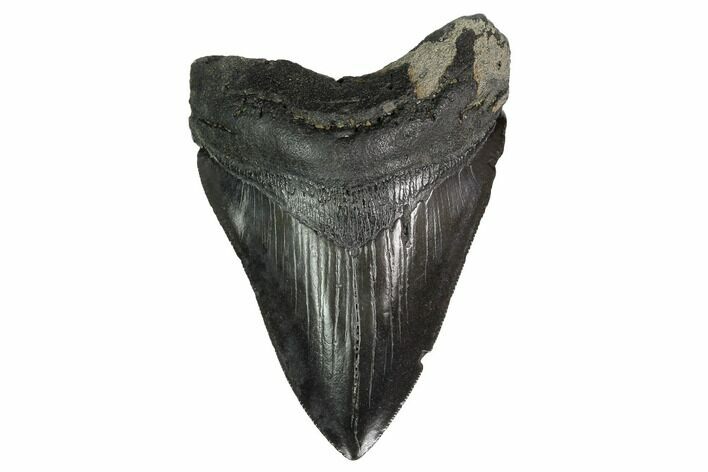 Fossil Megalodon Tooth - Georgia #151522